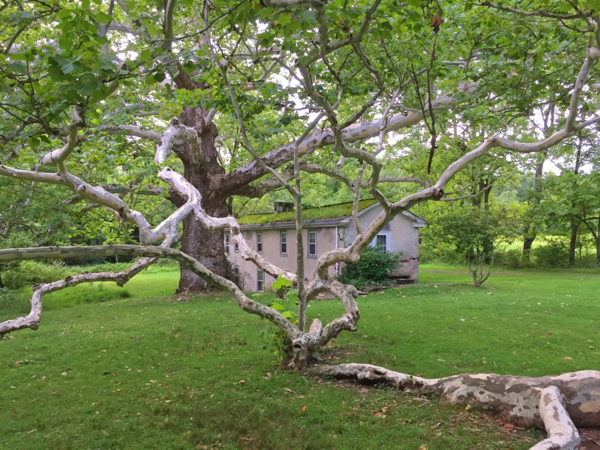 Pawling Sycamore Valley Forge5e 1200x900 - If A Tree Falls in the Forest, Will it Ever Be Heard From Again?