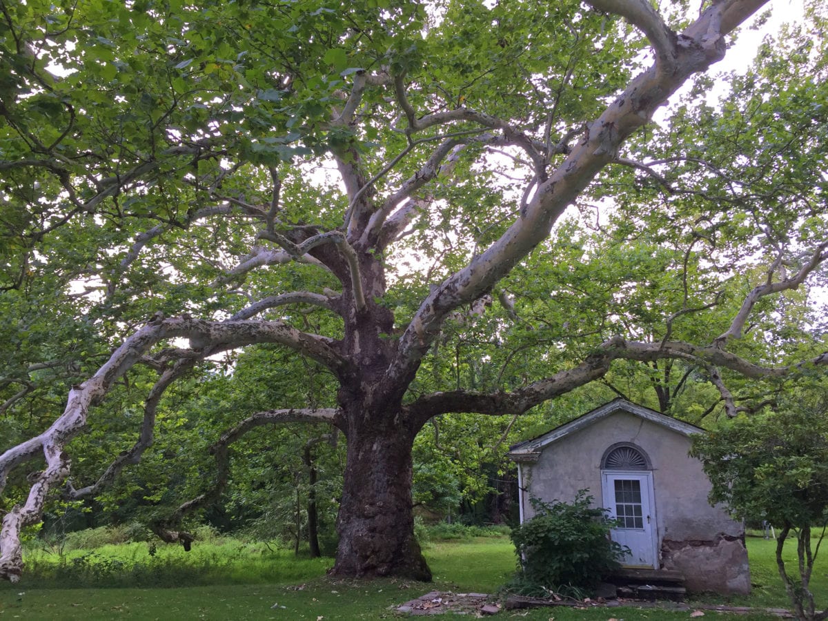 Pawling Sycamore Valley Forge2b 1200x900 - National Park Service Works to Save Mulberry 'Witness Tree' by the Washington Monument