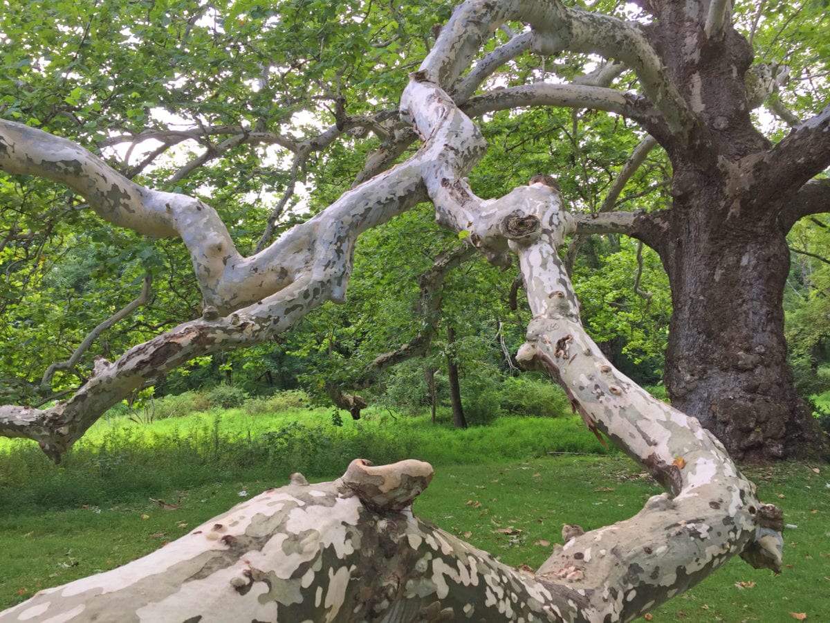 Pawling Sycamore Valley Forge3c 1200x900 - If A Tree Falls in the Forest, Will it Ever Be Heard From Again?