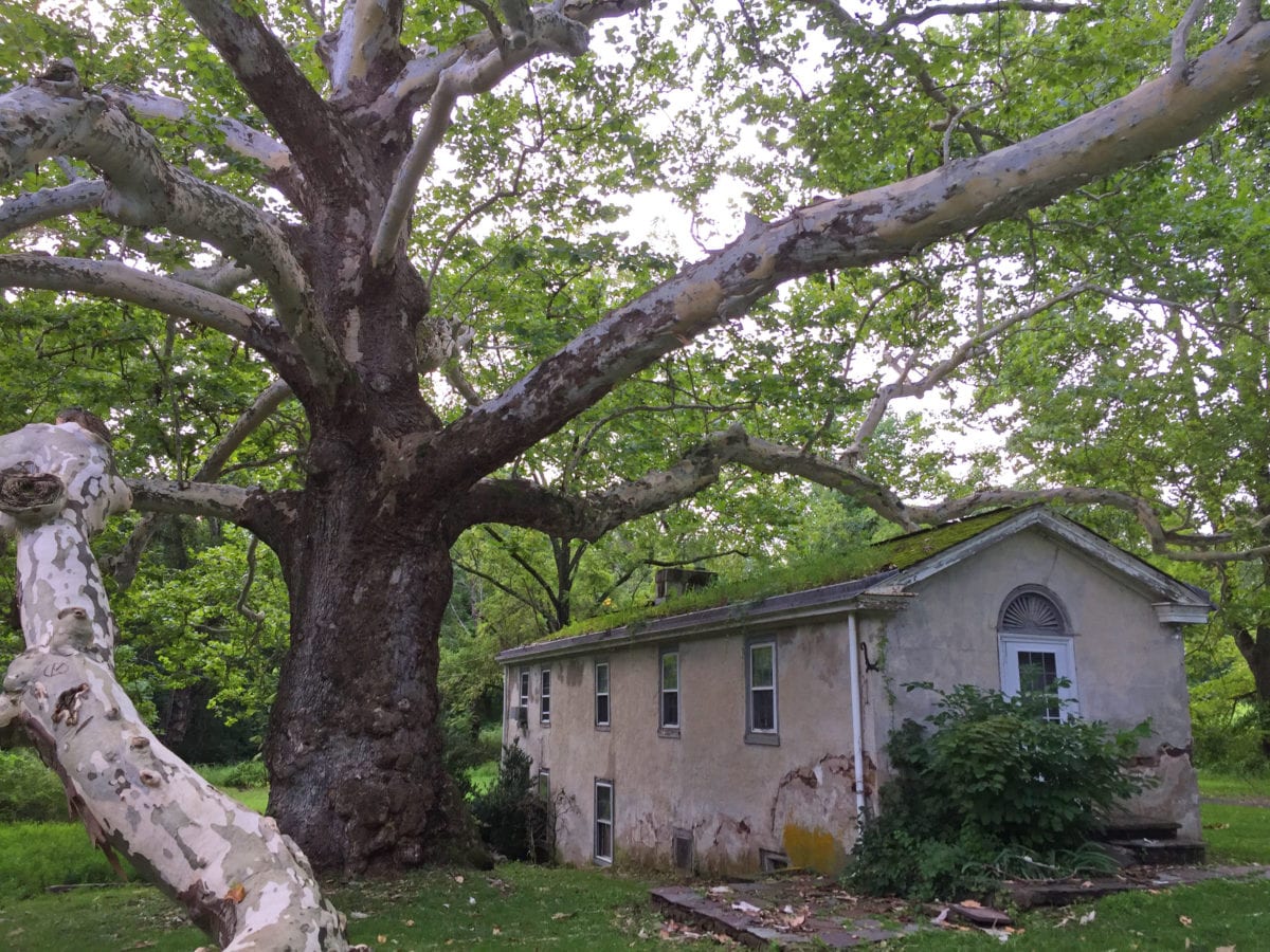 Pawling Sycamore Valley Forge4d 1200x900 - If A Tree Falls in the Forest, Will it Ever Be Heard From Again?