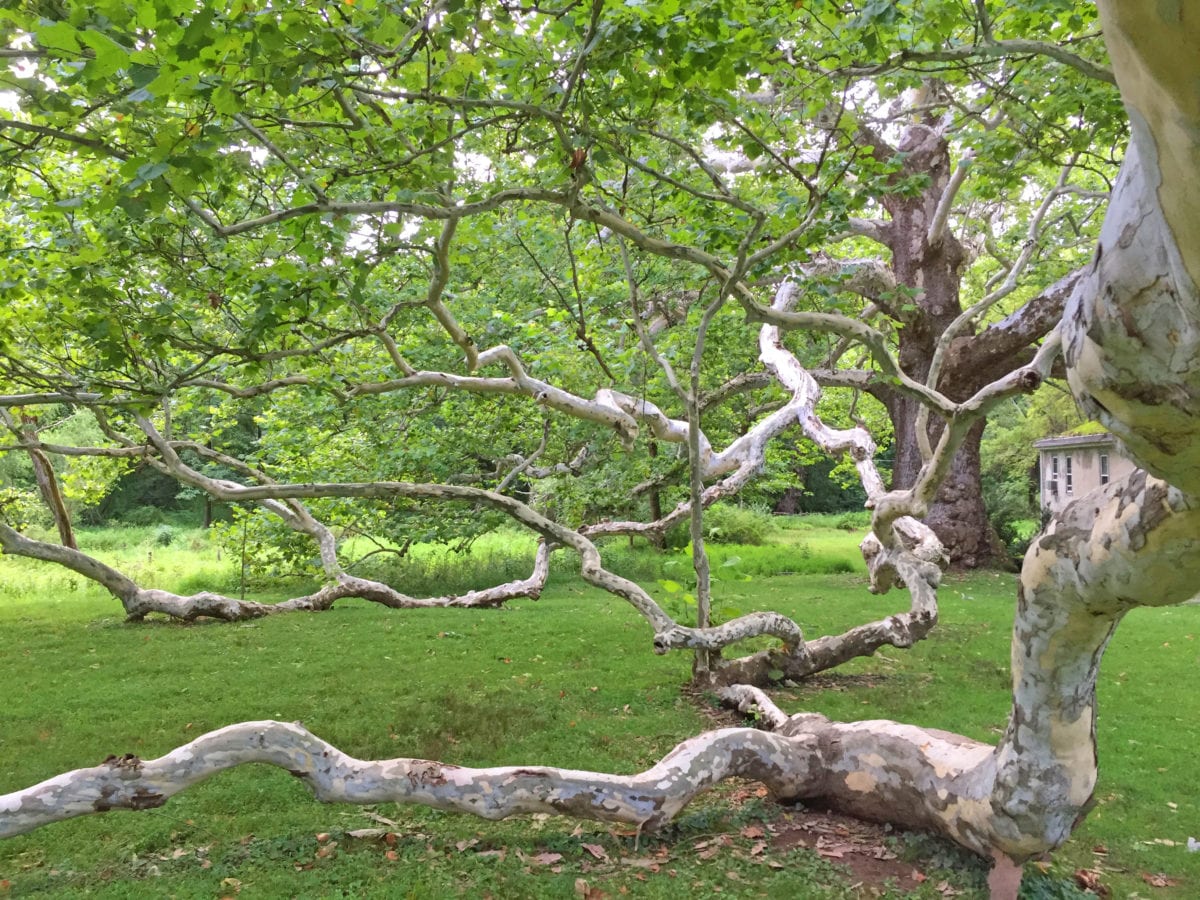 Pawling Sycamore Valley Forge6f 1200x900 - If A Tree Falls in the Forest, Will it Ever Be Heard From Again?