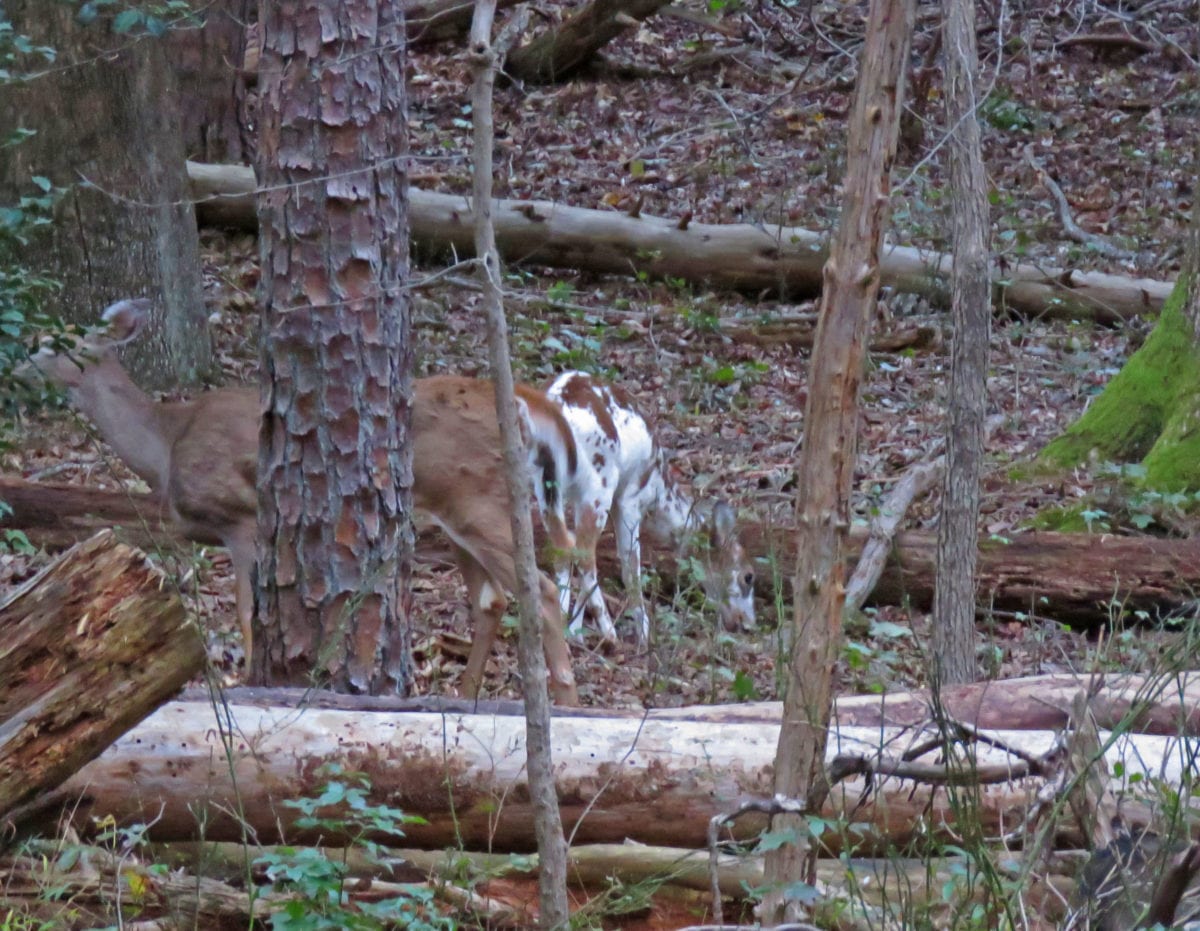 White Fawn10162018a 1200x931 - Rare White Fawn Spotted in Greenbelt National Park