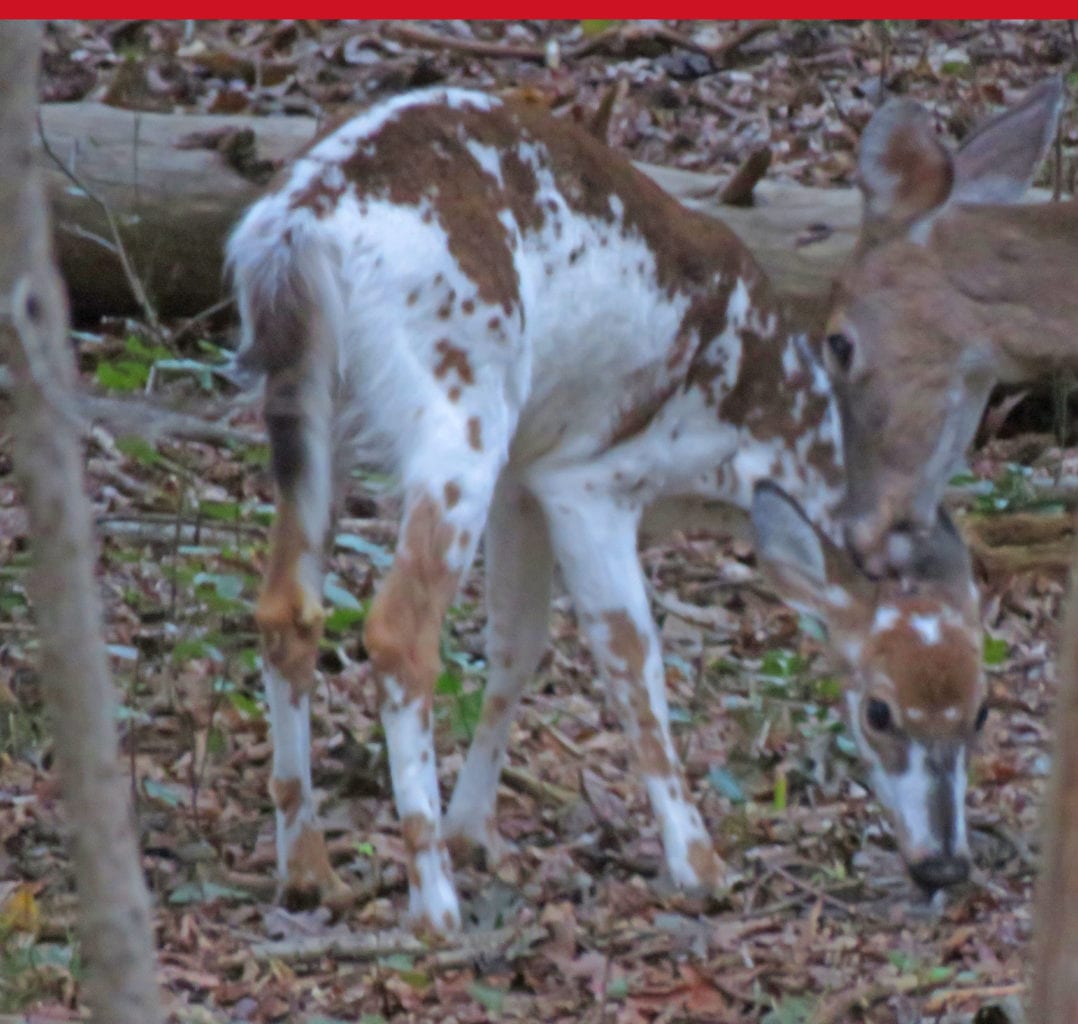 White Fawn10162018b 1078x1024 - Rare White Fawn Spotted in Greenbelt National Park