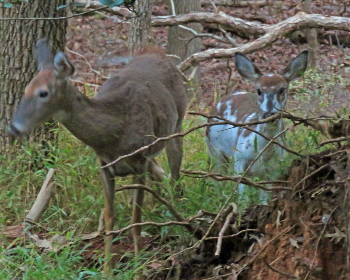 White Fawn10162018c 1200x960 - Rare White Fawn Spotted in Greenbelt National Park