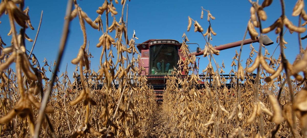 Senators Urge President Trump to Deliver on Aid for Farmers Hurt by China’s Tariffs tfci drivers soy harvest 1200x540 - Senators Urge President Trump to Deliver on Aid for Farmers Hurt by China’s Tariffs