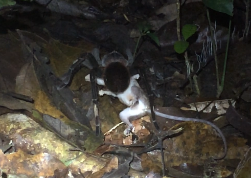 Michigan Researchers Discover Giant Spider Over Small Possum u m biologists capture super creepy photos of amazon spiders making meals of frogs lizards and furry mammals Fig 6B - Michigan Researchers Discover Giant Spider Over Small Possum