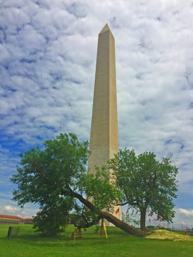 MulberryTree WashingtonMonument1a 768x1024 - National Park Service Works to Save Mulberry 'Witness Tree' by the Washington Monument