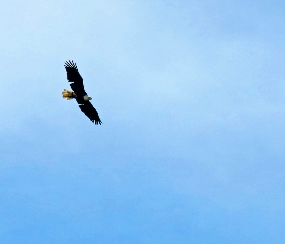 The People and the Democrats Wake Up: Will the Christians and Republicans Join Us? Potomac Bald Eagle 1195x1024 - The People and the Democrats Wake Up: Will the Christians and Republicans Join Us?