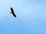 Potomac_Bald-Eagle