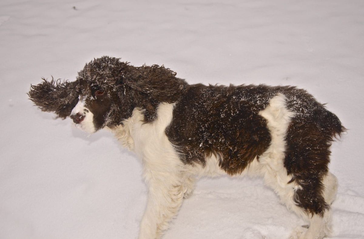 Jefferson Snow12814a 1200x790 - My Loyal Dog Jefferson Died on Christmas Night 2019