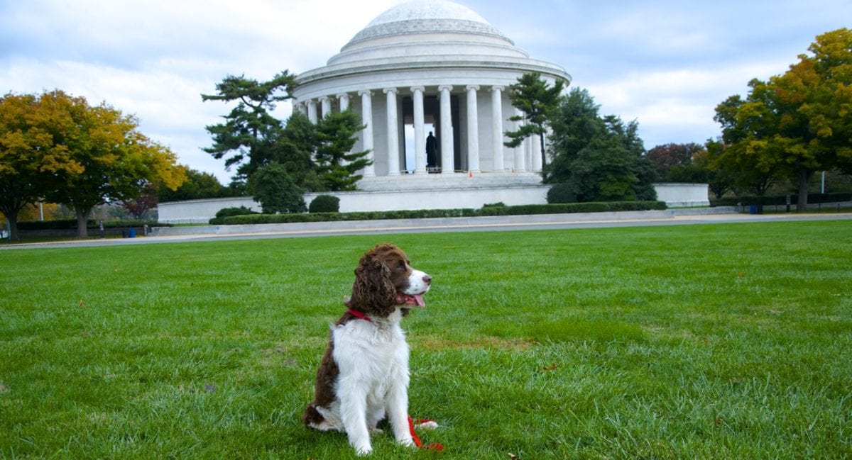 Jefferson memorial fall1d 1200x649 - My Loyal Dog Jefferson Died on Christmas Night 2019