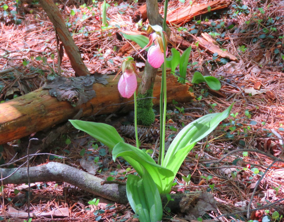 Lady Slipper orchid1a 1 1200x936 - From the Sock Capital of the World to God's Country