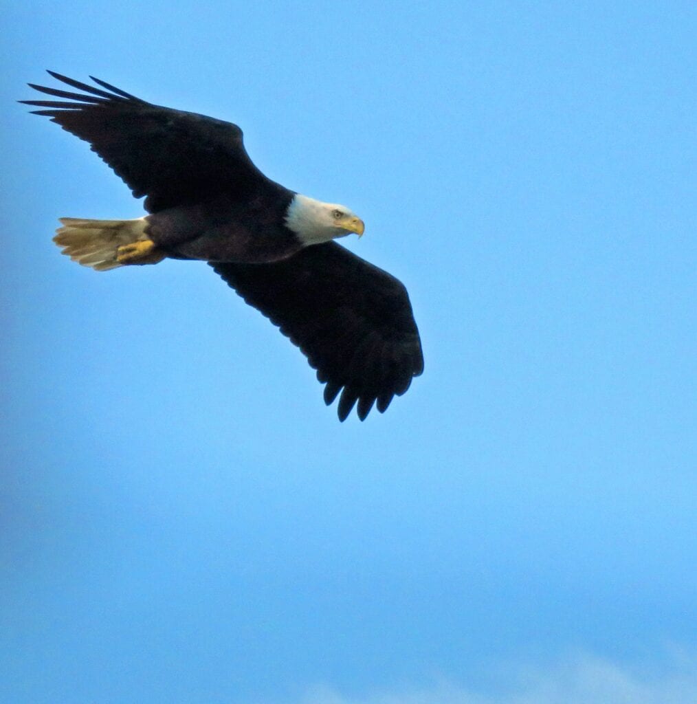 71964489 903449750035399 653663407924314112 o 1014x1024 - American Bald Eagle Population Soars Back From Near Extinction