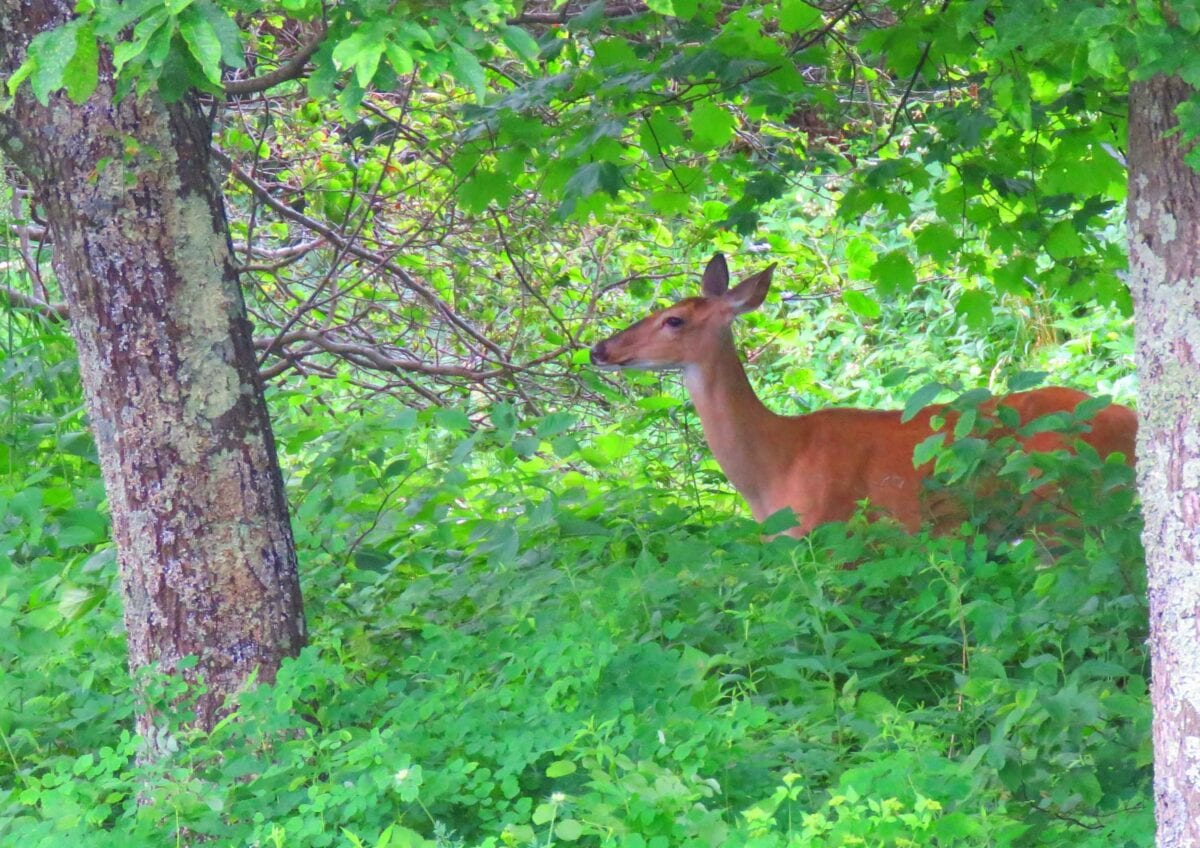 IMG 6531 edited 1b 1200x848 - Shenandoah One More Time in the Summer of Our Discontent