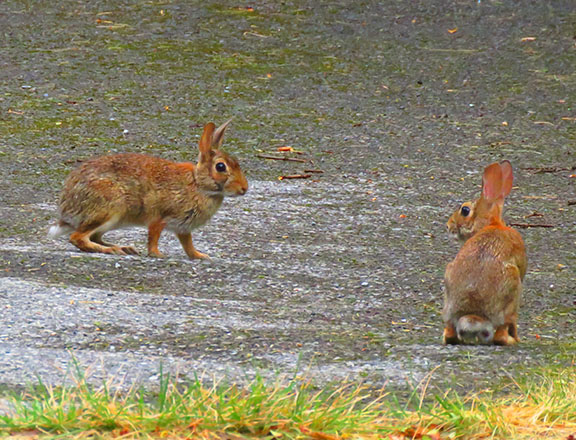 Shenandoah One More Time in the Summer of Our Discontent IMG 6559 edited 1 2 - Shenandoah One More Time in the Summer of Our Discontent