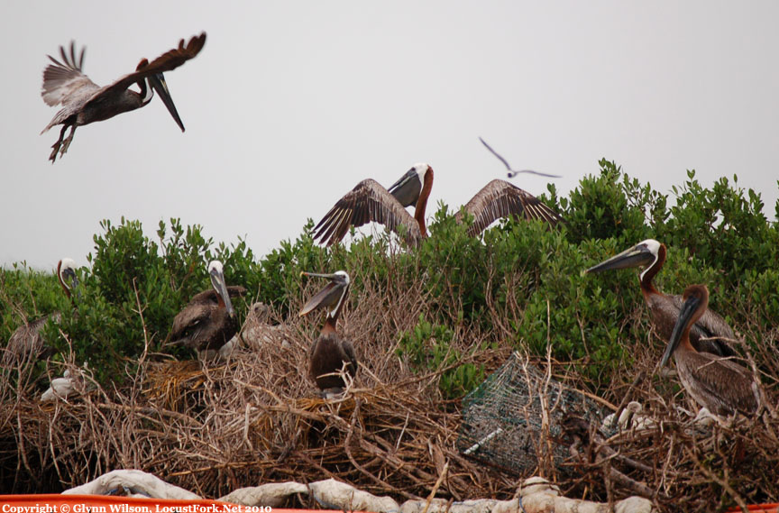 pelicans6 22fbgc - Maryland Attorney General Joins Multi-State Lawsuit Challenging Trump Administration for Curtailing Public Participation and Reviews Under the National Environmental Policy Act