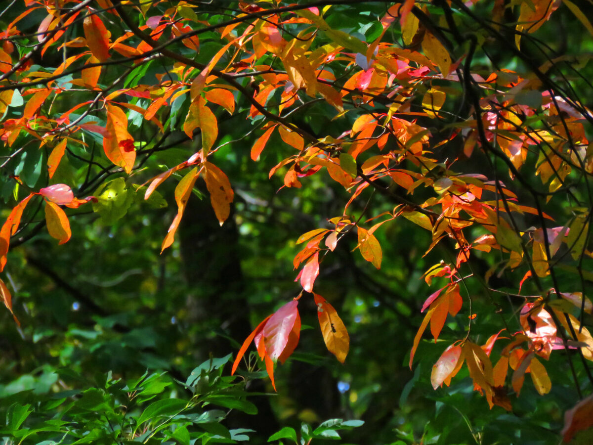 IMG 6648 ed1a 1200x900 - Autumn Color: Shenandoah National Park, Virginia