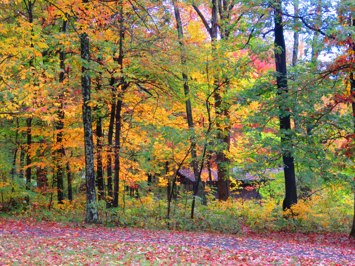 IMG 6689 ed1a 1200x900 - Autumn Color: Shenandoah National Park, Virginia