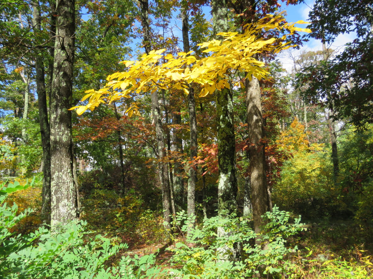 IMG 6706 1200x900 - Autumn Color: Shenandoah National Park, Virginia
