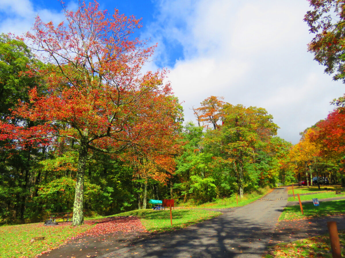 IMG 6710 ed1a 1200x900 - Autumn Color: Shenandoah National Park, Virginia