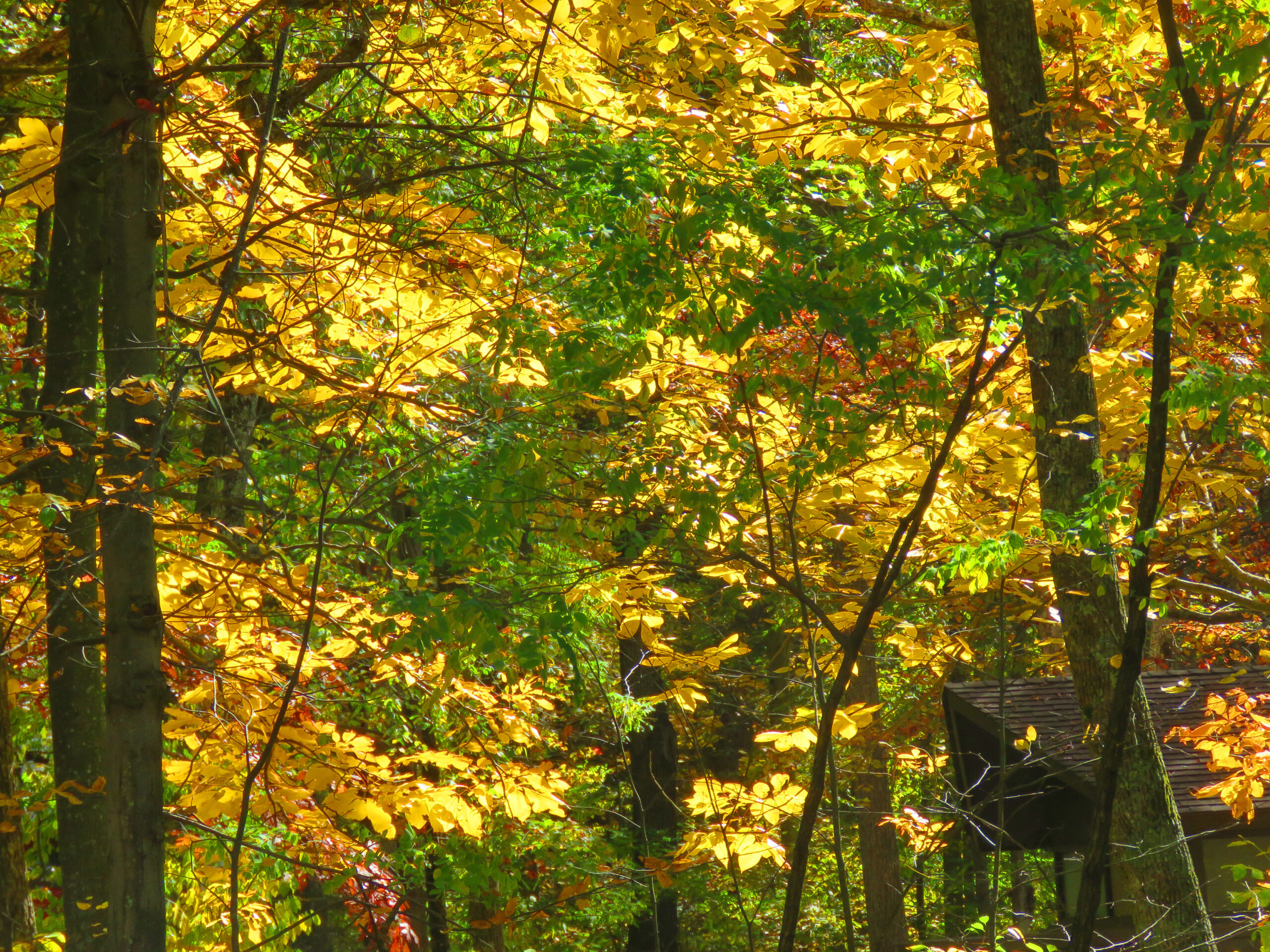 IMG 6720 ed1a scaled - Autumn Color: Shenandoah National Park, Virginia