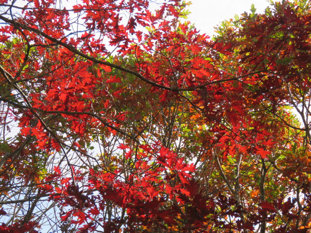 IMG 6721 1200x900 - Autumn Color: Shenandoah National Park, Virginia
