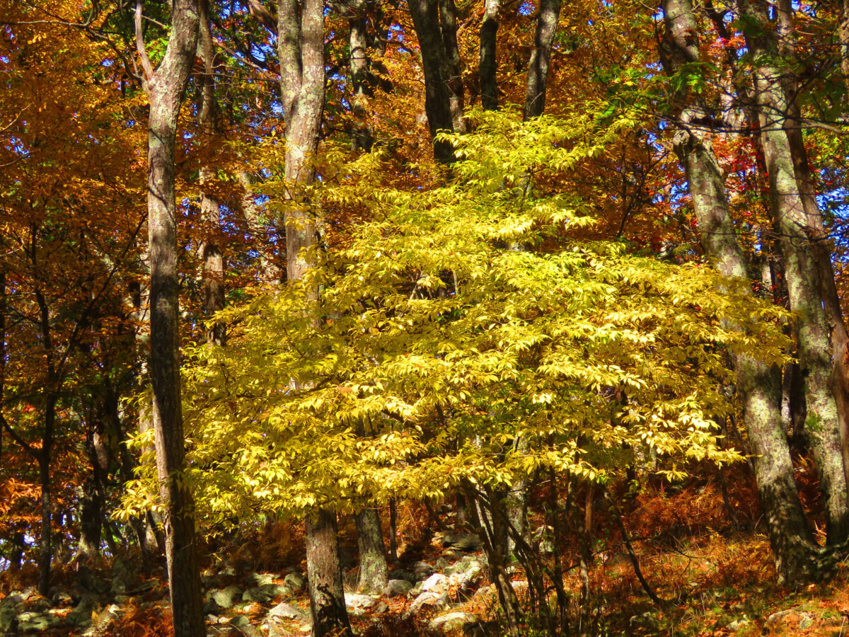 IMG 6725 ed1a 1200x900 - Autumn Color: Shenandoah National Park, Virginia