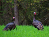 wildturkeys_oakmt1