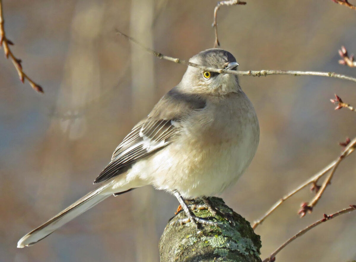 Snow Mockingbird1a 1200x884 - The Final Say on 2020: White Christmas Quiet