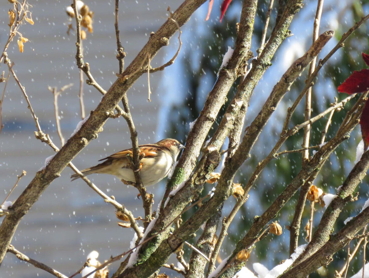 Snow Sparrow2b 1200x904 - The Final Say on 2020: White Christmas Quiet