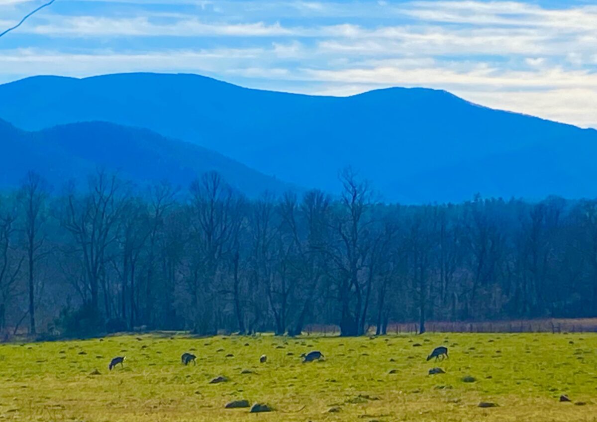 IMG 8746 1200x848 - Photo Essay - Cades Cove in Winter: Great Smoky Mountains National Park