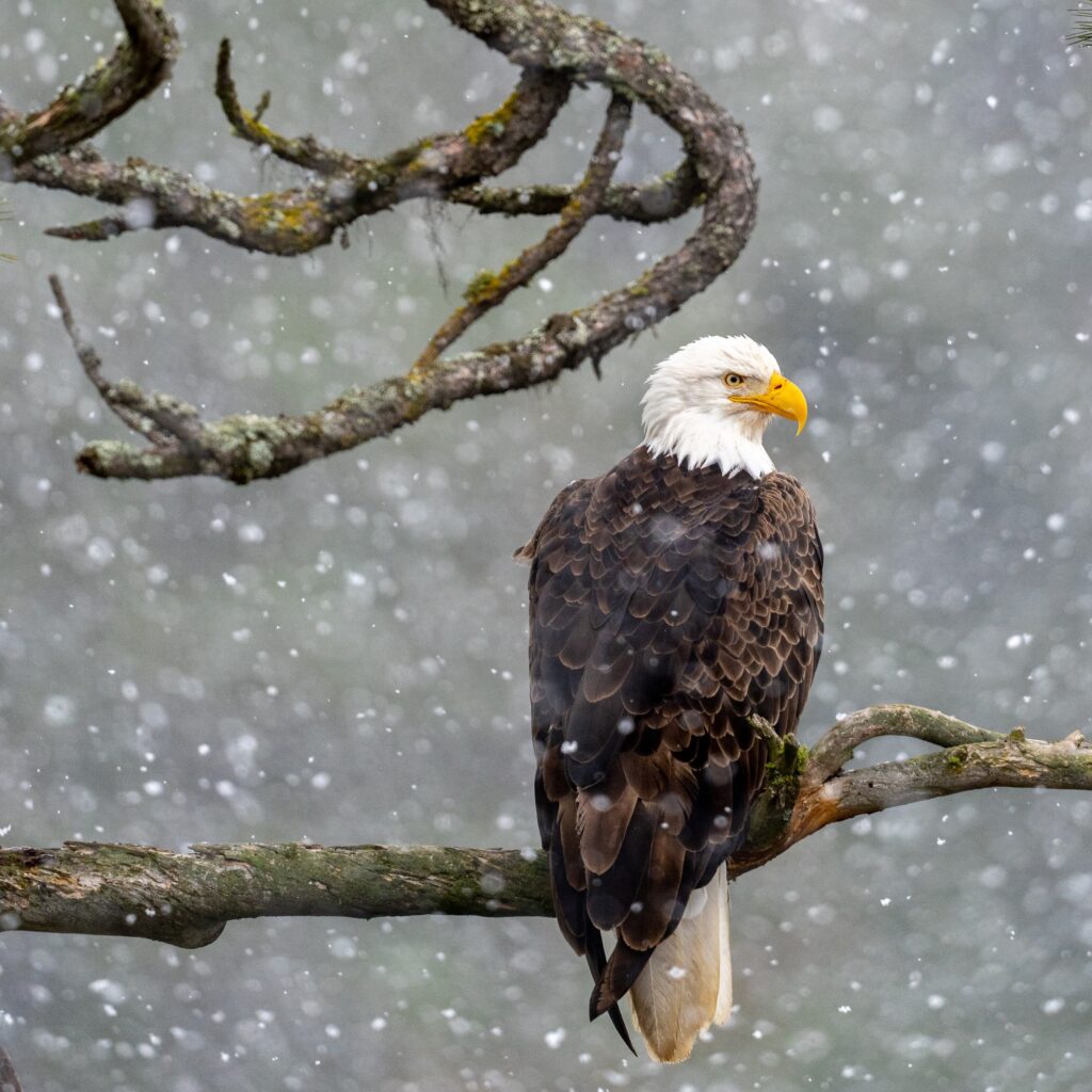 134736502 3510742575646065 7425413741789822501 o 1024x1024 - American Bald Eagle Population Soars Back From Near Extinction