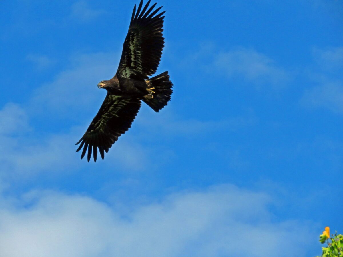 71271286 897140930666281 6376138169368182784 o 1200x900 - American Bald Eagle Population Soars Back From Near Extinction