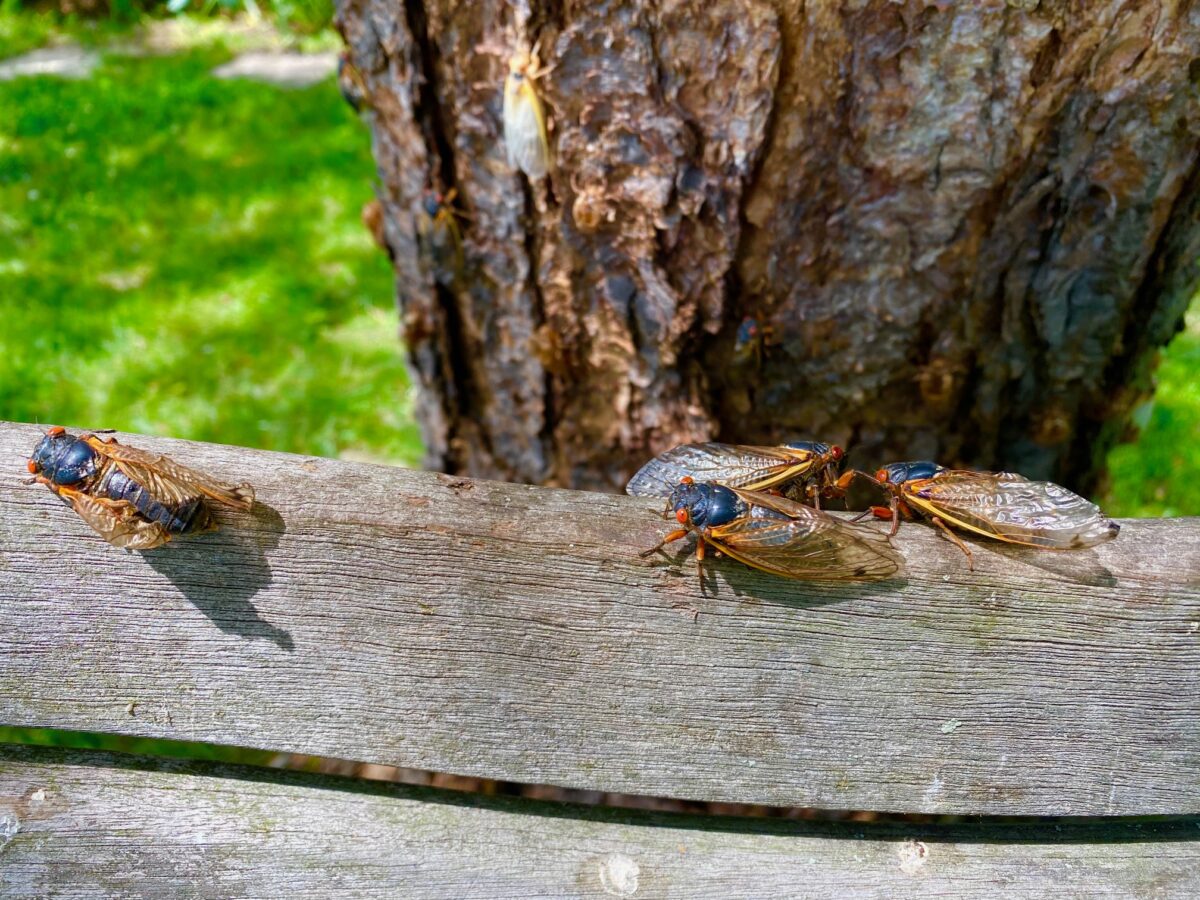 IMG 9113 1200x900 - If the Plagues of 2020 Were Not Enough: Here Come the Brood X Cicadas