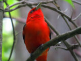 Not Exactly a Silent Spring Due to Cicadas, but the Birds Are Dying Again Scarlet Tanager1a 160x120 - Not Exactly a Silent Spring Due to Cicadas, but the Birds Are Dying Again