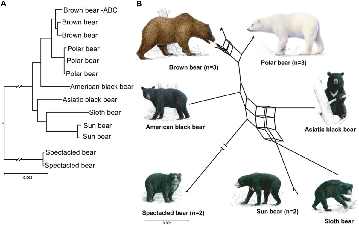 bear evolution 1200x754 - Setting the Record Straight: The National Park Service is Not Allowing the Hunting of Black Bears Infected with Mange