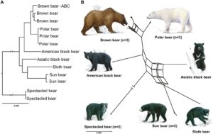 bear evolution 300x189 - bear_evolution
