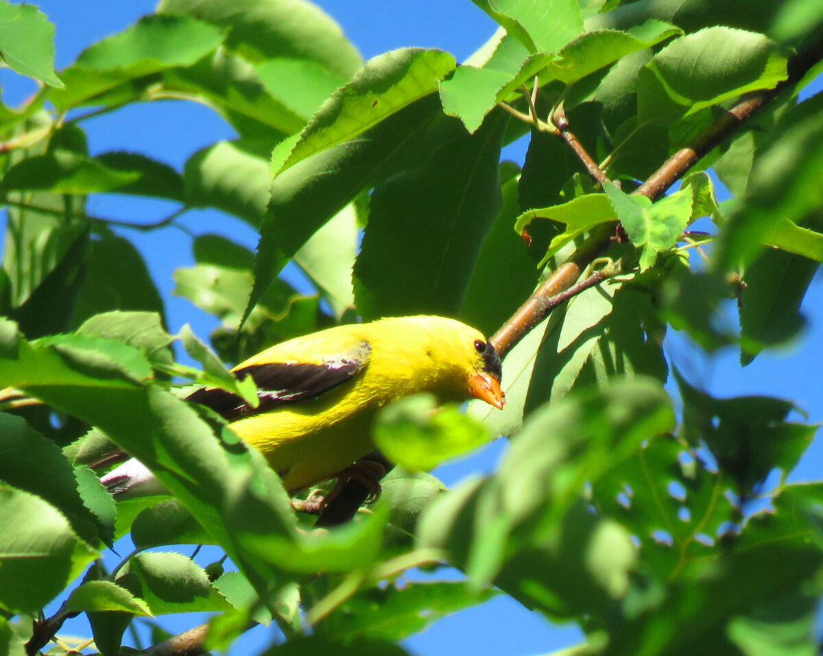 IMG 7314 1 1200x957 - Fall Bird Migration Kicks Off Tuesday Sept. 12