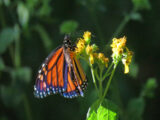 Potomac_Monarch-butterfly1a