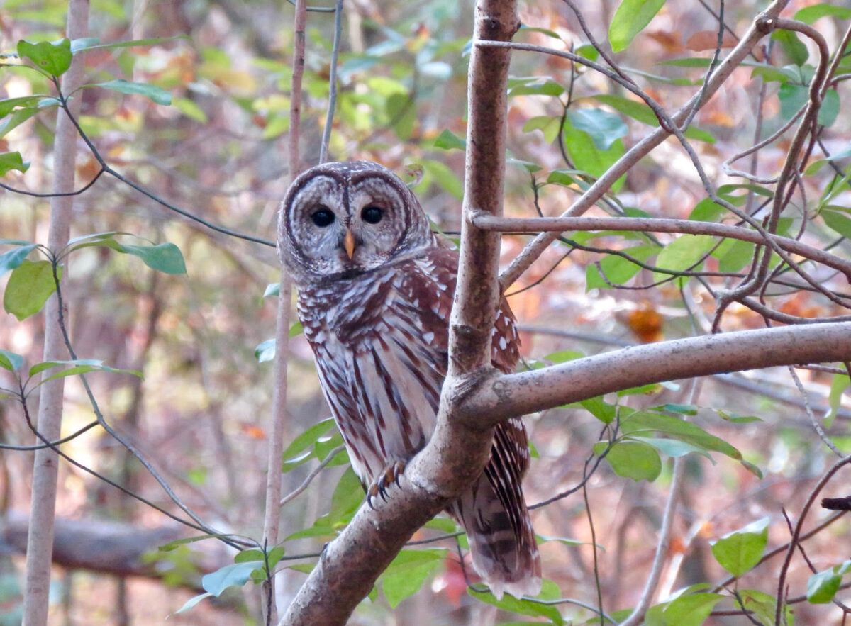 GreenbeltBarredOwl1a 1200x883 - Camping and nomadic country living in the Washington Capital Region