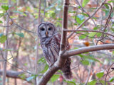 GreenbeltBarredOwl1a 160x120 - Special-Session-Proclamation-081516-1