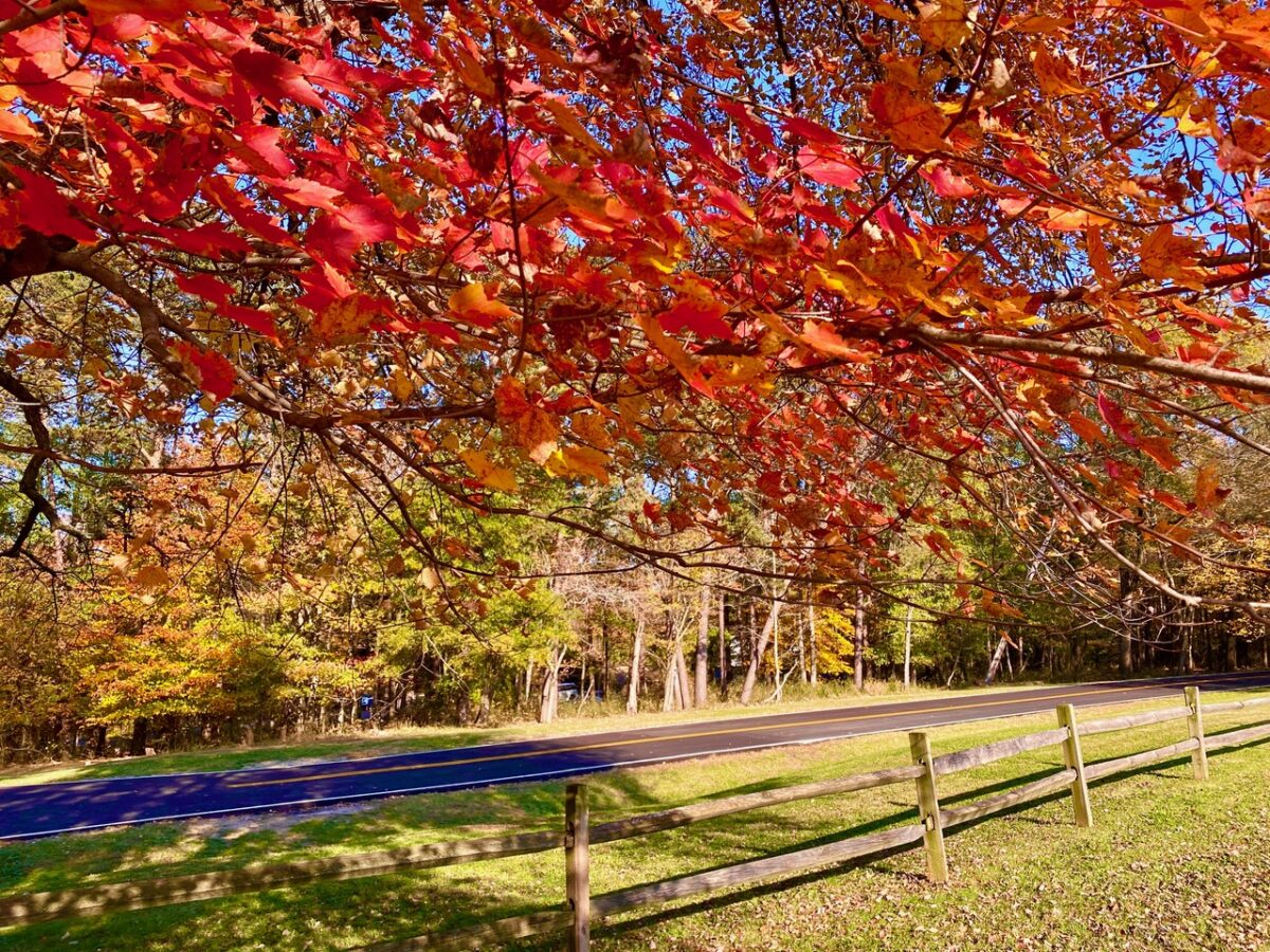 GreenbeltFallColor2021a 1200x900 - Ranger Program: Welcome to Washington