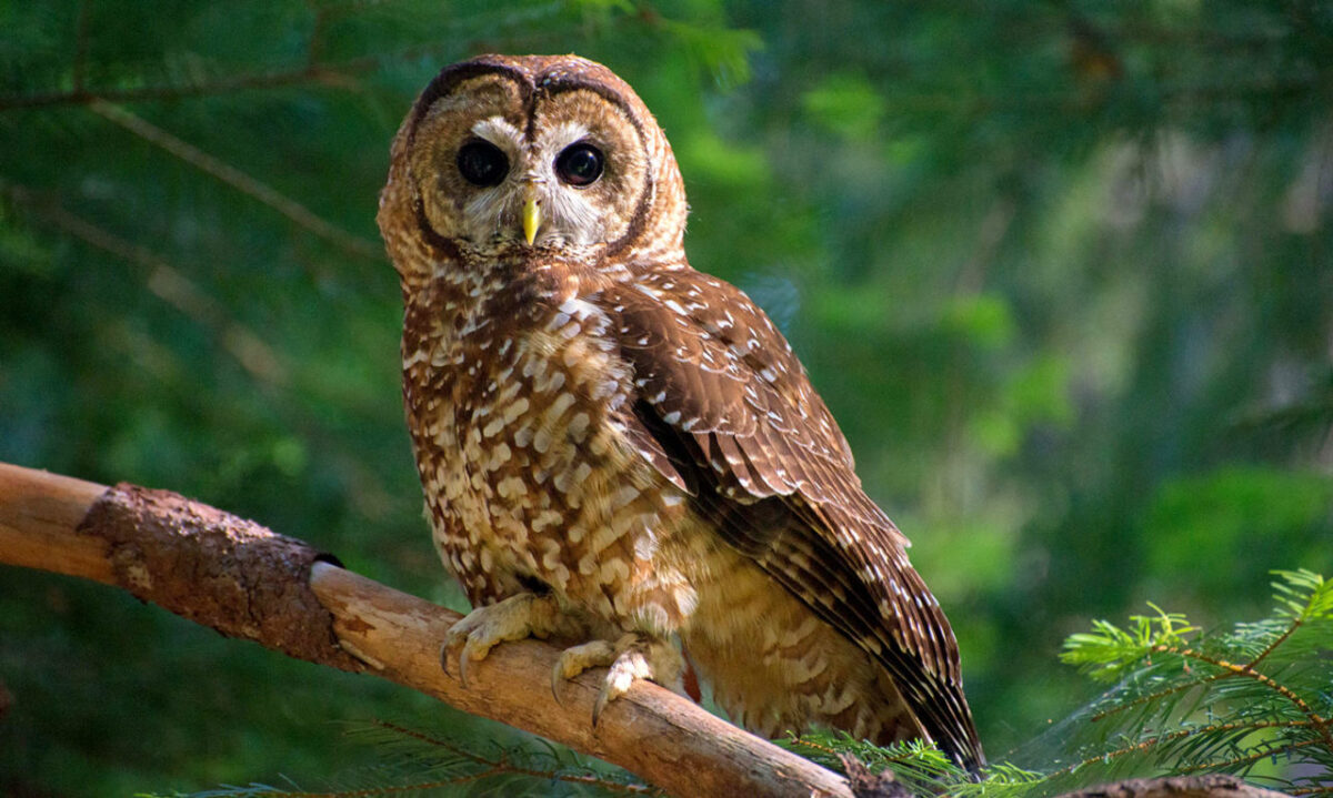 SpotOwl 1280x767 1 1200x719 - Endangered Spotted Owls Get Another Chance
