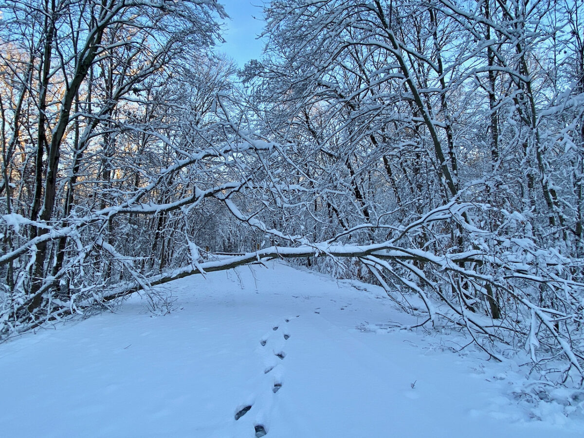 IMG 0833 1200x900 - Photo Essay: Snow Shots in the First Blizzard of 2022