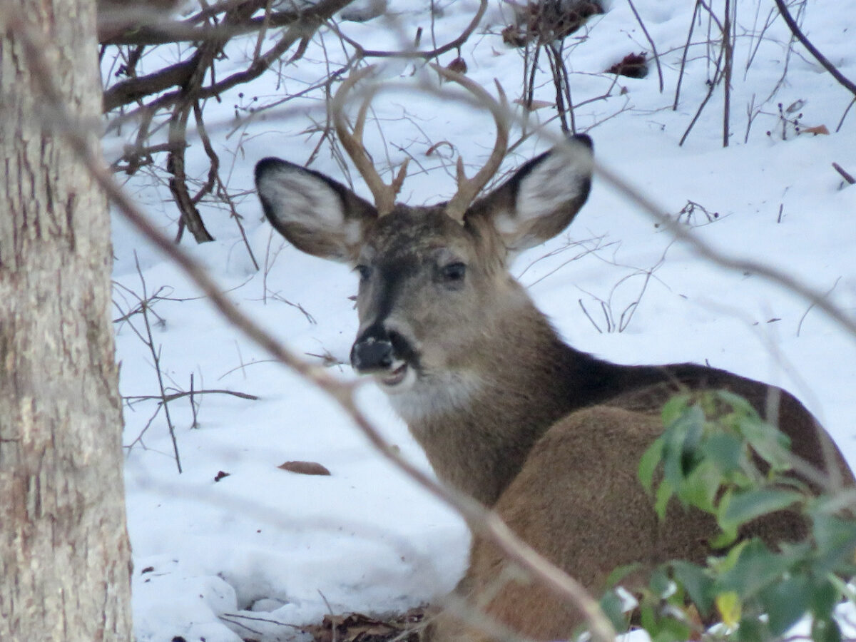 IMG 7604 1200x900 - Sunday Reader and Photo Essay: What If Wildlife Could Vote?