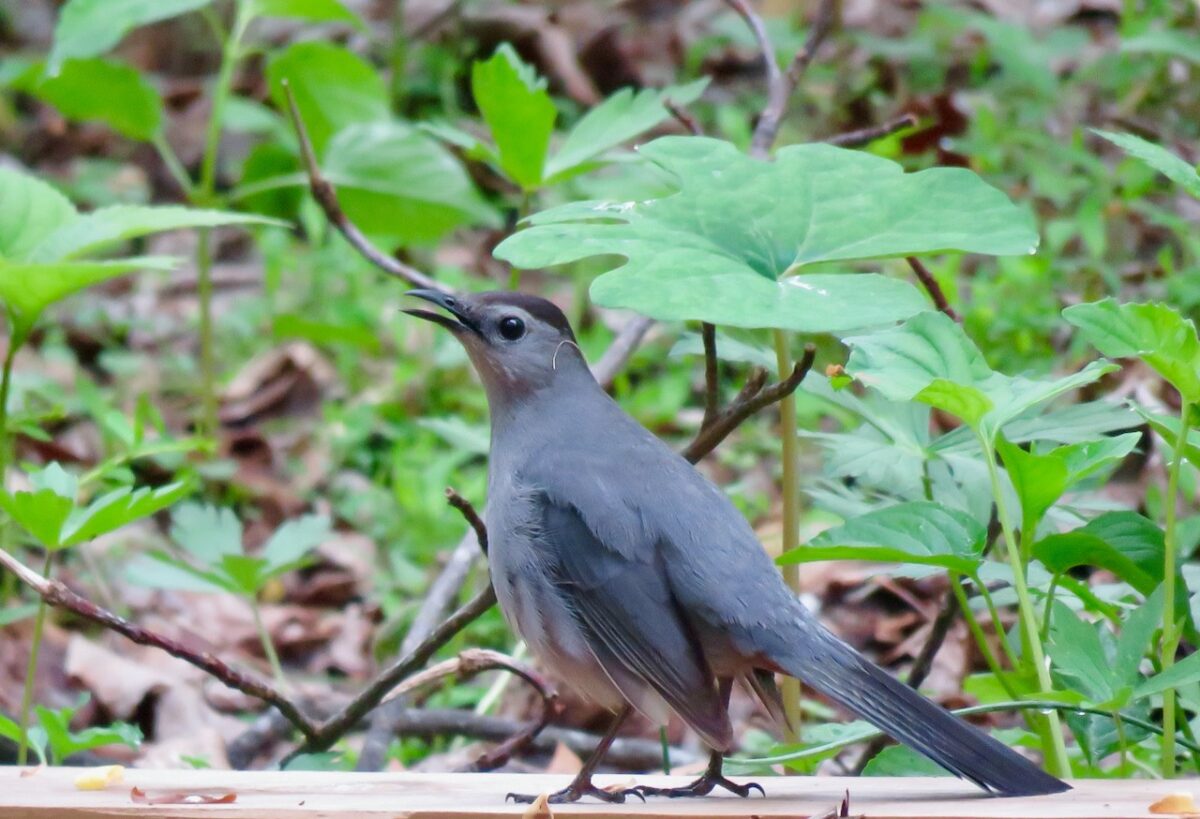 IMG 7663 1200x819 - Spring Bird Migration: A Few Splendid Sentences About Pretty Things