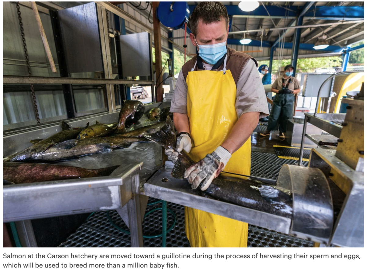 The U.S. Has Spent More Than $2 Billion on a Plan to Save Salmon - The Fish Are Vanishing Anyway. Salmon2 1200x903 - The U.S. Has Spent More Than $2 Billion on a Plan to Save Salmon - The Fish Are Vanishing Anyway.