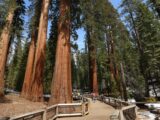 http   cdn.cnn .com cnnnext dam assets 220711163619 02 giant sequoias yosemite restricted 160x120 - burn