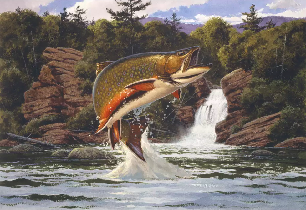 BrookTrout leaping - The Story of Wild, Native Brook Trout and Why They Are So Ecologically Important Like the Canary in the Coal Mine for Climate Change