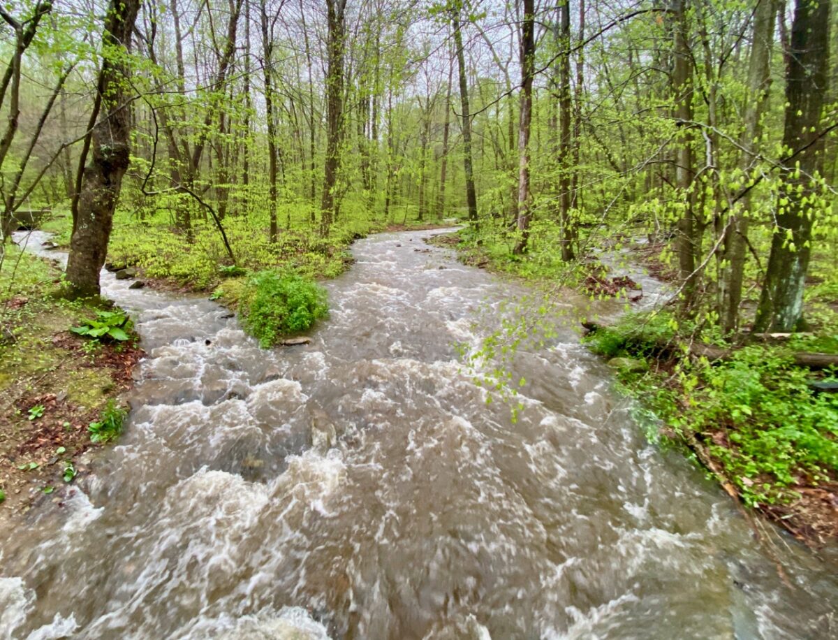 IMG 1813 1200x916 - The Story of Wild, Native Brook Trout and Why They Are So Ecologically Important Like the Canary in the Coal Mine for Climate Change